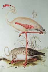 Flamingo